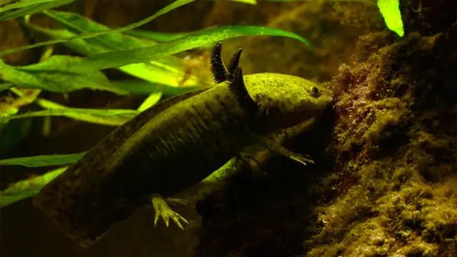 Axolotl (Ambystoma mexicanum) — real-world photo