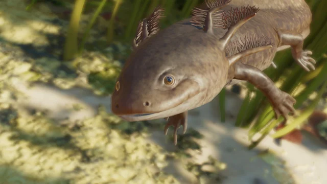 Axolotl (Ambystoma mexicanum) — official Planet Zoo 2 preview