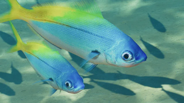Blue and Gold Fusilier (Caesio teres) — official Planet Zoo 2 preview