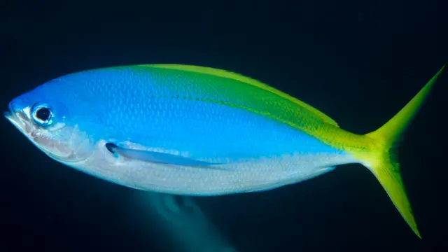 Blue and Gold Fusilier (Caesio teres) — real-world photo