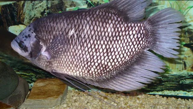 Giant Gourami (Osphronemus goramy) — real-world photo