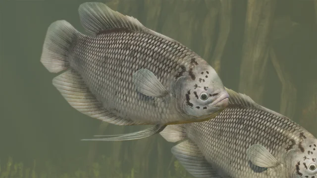 Giant Gourami (Osphronemus goramy) — official Planet Zoo 2 preview