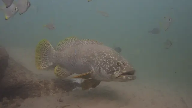 Giant Grouper (Epinephelus lanceolatus) — real-world photo