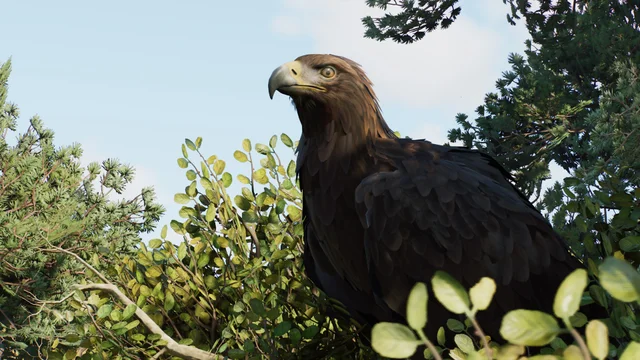 Golden Eagle (Aquila chrysaetos) — official Planet Zoo 2 preview