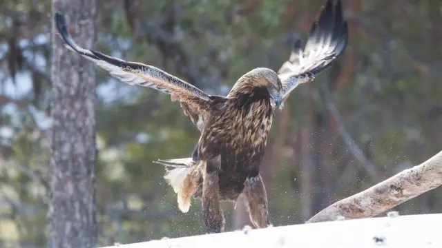 Golden Eagle (Aquila chrysaetos) — real-world photo