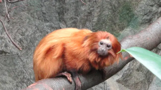 Golden Lion Tamarin (Leontopithecus rosalia) — real-world photo