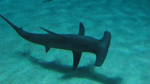 Great Hammerhead (Sphyrna mokarran) — real-world photo