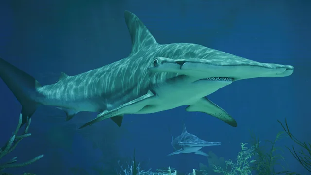 Great Hammerhead (Sphyrna mokarran) — official Planet Zoo 2 preview
