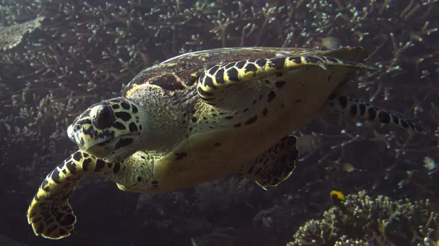 Hawksbill Turtle (Eretmochelys imbricata) — real-world photo