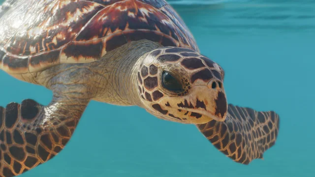 Hawksbill Turtle (Eretmochelys imbricata) — official Planet Zoo 2 preview