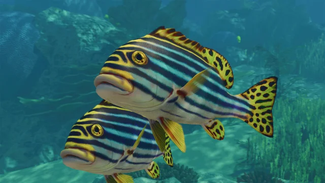 Indian Ocean Oriental Sweetlips (Plectorhinchus vittatus) — official Planet Zoo 2 preview