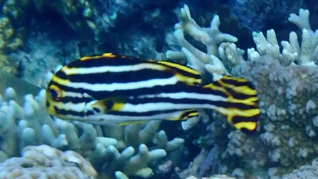 Indian Ocean Oriental Sweetlips (Plectorhinchus vittatus) — real-world photo