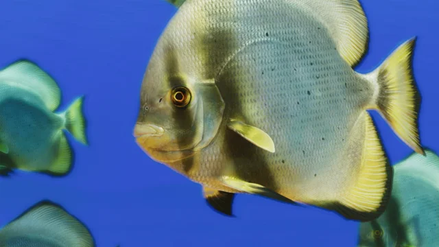 Longfin Batfish (Platax pinnatus) — official Planet Zoo 2 preview