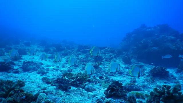 Longfin Batfish (Platax pinnatus) — real-world photo