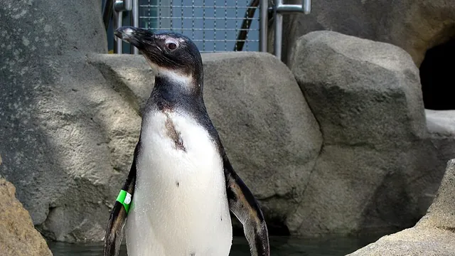 African penguin standing among rocks, with a black-and-white body and pale chest