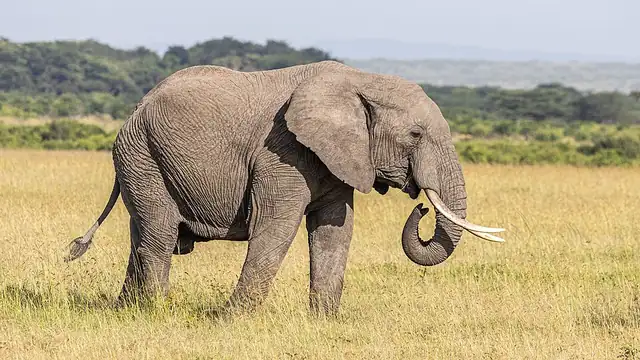 African savannah elephant standing side-on in grassland in the Masai Mara
