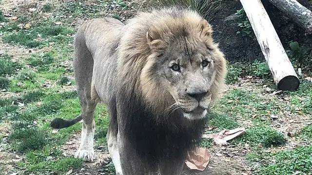 Male lion standing on grass, with a large mane around its head and chest