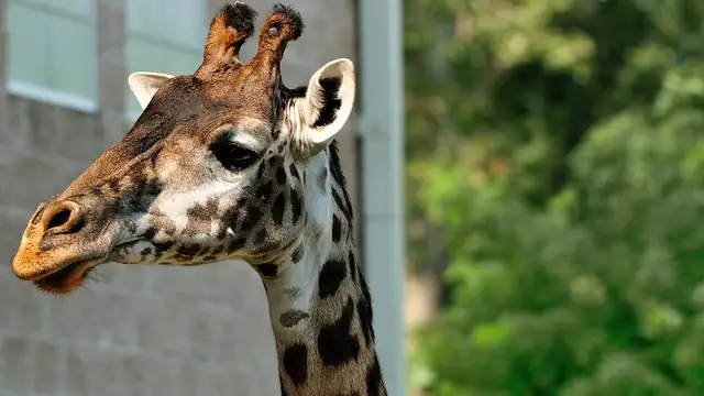 Head and upper neck of a Masai giraffe, showing dark irregular patches
