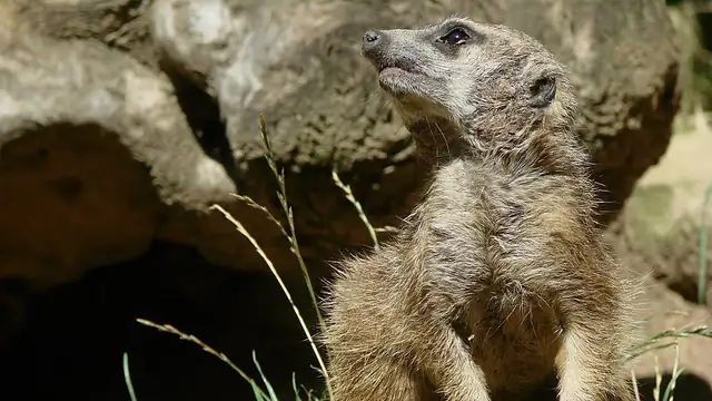 Young meerkat sitting upright on sandy ground beside rocks