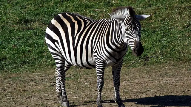 Plains zebra standing on grass and bare ground, showing black-and-white stripes