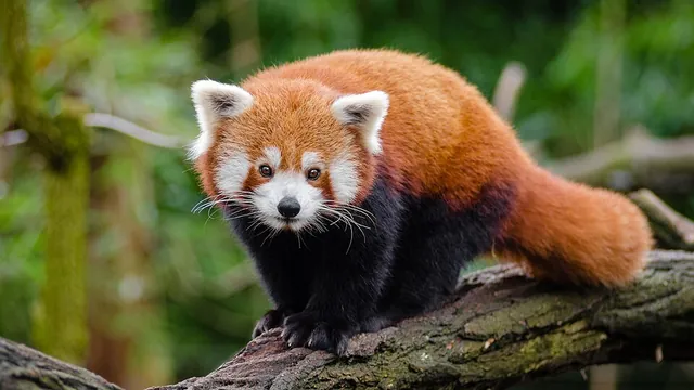 Red panda standing on a fallen log, with reddish fur and white facial markings