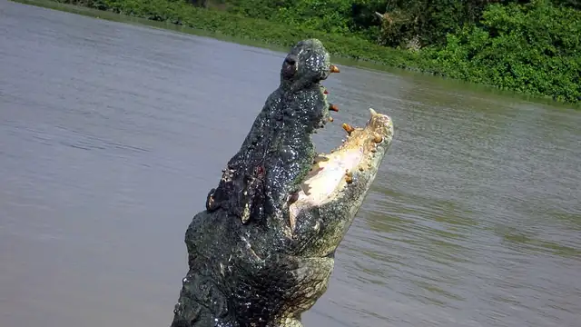 Saltwater crocodile raising its head above the Adelaide River with its jaws open