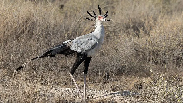 Secretarybird walking through dry grass, showing long legs and black head plumes