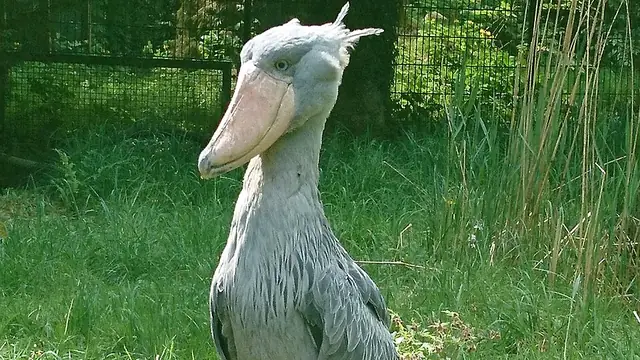 Shoebill standing in grass, showing its broad shoe-shaped bill and gray feathers