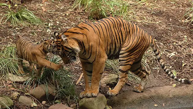 An adult Sumatran tiger beside a cub among rocks and vegetation at Melbourne Zoo