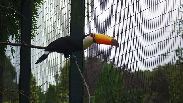 Toco toucan perched on a branch in an aviary, with a large orange bill and black body